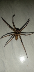 Heteropoda tetrica