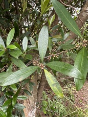 Myrsine seguinii