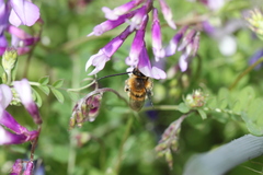 Eucera