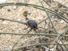 Chrysolina lucidicollis