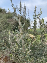 Olea europaea