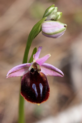 Ophrys ferrum-equinum