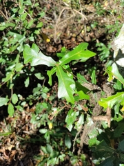 Quercus hemisphaerica