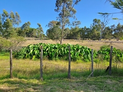 Colocasia esculenta