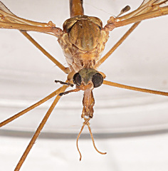 Tipula tephrocephala