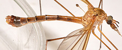 Tipula tephrocephala