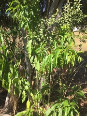 Cestrum laevigatum