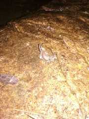 Tomopterna natalensis