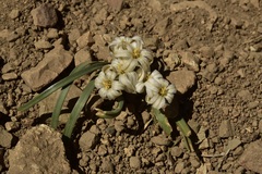Tristagma circinatum