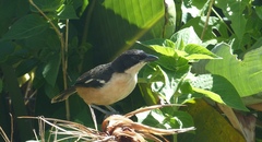Laniarius ferrugineus ferrugineus