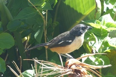 Laniarius ferrugineus ferrugineus