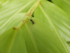 Teleopsis quadriguttata