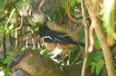 Laniarius ferrugineus ferrugineus