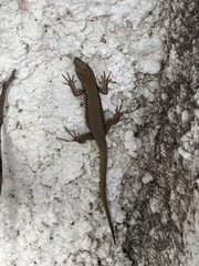 Phoenicolacerta laevis