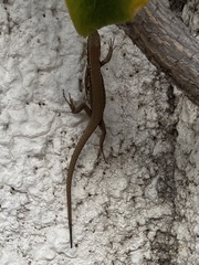 Phoenicolacerta laevis