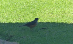 Turdus olivaceus olivaceus