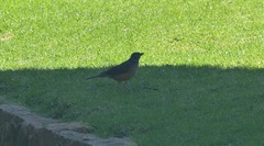 Turdus olivaceus olivaceus