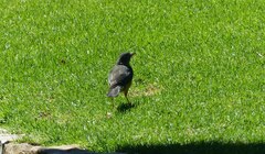 Turdus olivaceus olivaceus