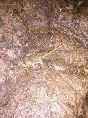 Tomopterna natalensis