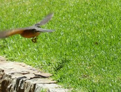 Turdus olivaceus olivaceus