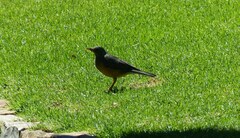 Turdus olivaceus olivaceus