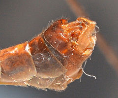 Tipula tephrocephala