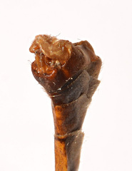 Tipula tephrocephala