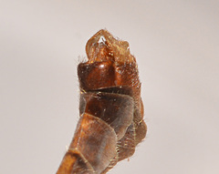 Tipula tephrocephala