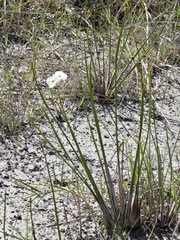 Sagittaria graminea