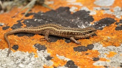 Trachylepis brauni