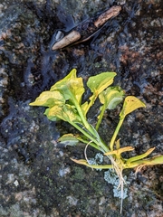 Chrysosplenium oppositifolium