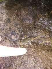 Tomopterna natalensis