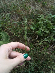 Poa