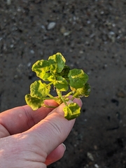 Chrysosplenium oppositifolium