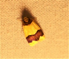 Heterallactis microchrysa