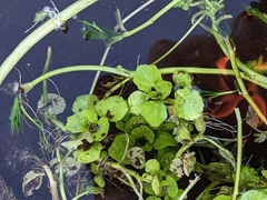 Chrysosplenium oppositifolium