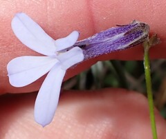 Lobelia dichroma