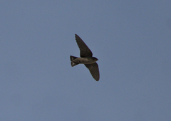 Ptyonoprogne concolor