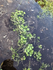 Chrysosplenium oppositifolium