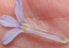 Lobelia dichroma