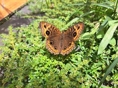 Junonia genoveva