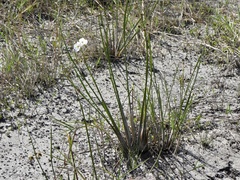 Sagittaria graminea