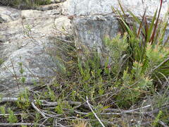 Ursinia trifida