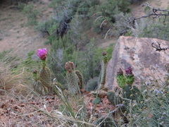 Opuntia aurea