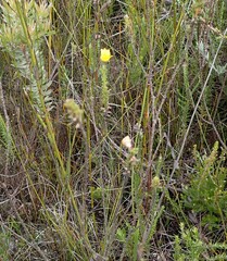 Ursinia trifida