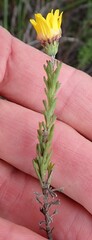 Ursinia trifida