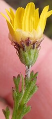 Ursinia trifida