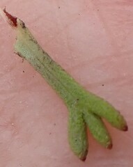 Ursinia trifida