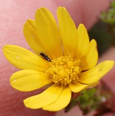 Ursinia trifida