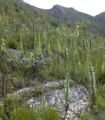 Osteospermum corymbosum